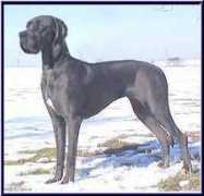 krusesdoggen.de Daidra