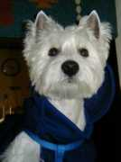 Daie