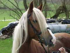 ponyhof-schlossberg.de Daileen