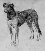 irishwolfhounds.org Daireen