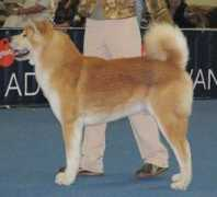 akita-inu.ru Dairin