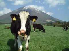 mim.txt-nifty.com Daisen