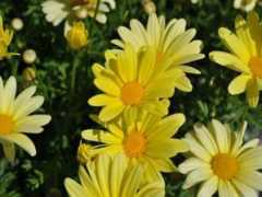 Daises