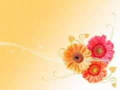 Daisies