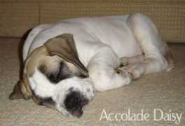 Daisydog