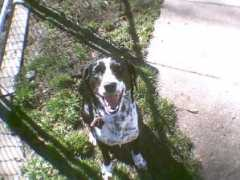 Daisymae