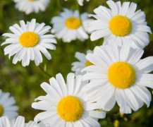 Daisys
