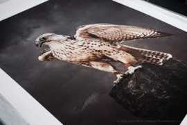 jacklowestudio.co.uk Dajani