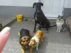 happysun.wbs.cz Dajena