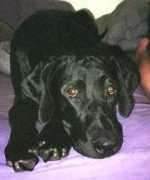 gotpetsonline.com Dakarai