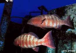 reefdivinggroup.co.il Dakran