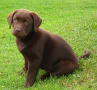 labradors.org Dalanis
