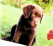 labradors.org Dalanis