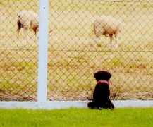 labradors.org Dalanis