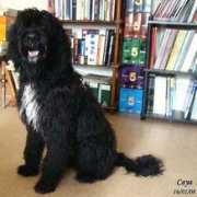frenchwaterdog.org Dalexandre