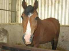 equi-blog.com Dalidou