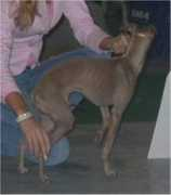 Dallila