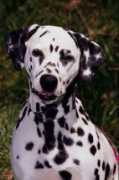dinosoria.com Dalmatien