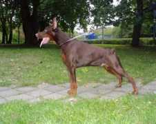 Daloris