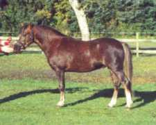 clausholmstud.com Dalvair
