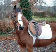 clausholmstud.com Dalvair