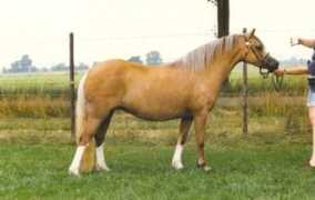 clausholmstud.com Dalvair