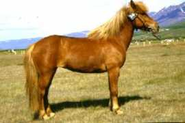 icelandichorse.us Dalvik
