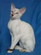 oricats.narod.ru Damayanty