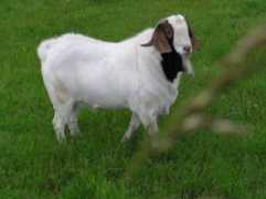 burenziegenfarm.de Dambara