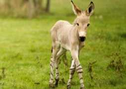 Dameer