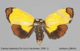 papua-insects.nl Damias