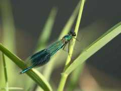 coventrybirder.co.uk Damoiselle