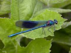 essexfieldclub.org.uk Damoiselle