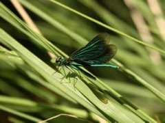 coventrybirder.co.uk Damoiselle