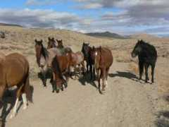 kbrhorse.net Damonte