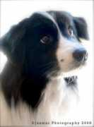 dogzonline.com.au Danari