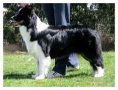 dogzonline.com.au Danari