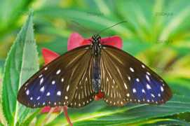 Danaus