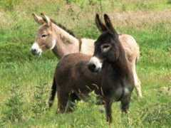 minidonks.co.uk Dancie