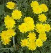 Dandelions