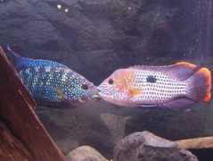 cichlids.com Daneils