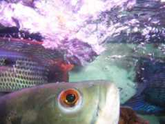 cichlids.com Daneils