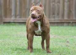 ontherisepitbulls.com Dangerzone