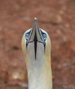 oiseaux.net Danieau