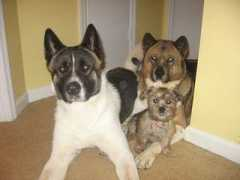 dogbreedinfo.com Daniff