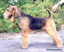 petsinform.com Danili