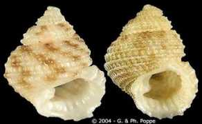 gastropods.com Danilia
