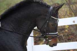 equitacion.cz Danilou