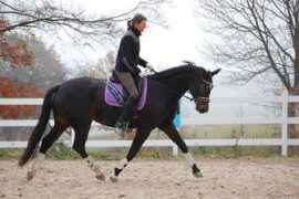 equitacion.cz Danilou