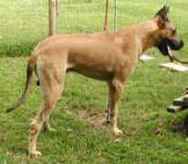 danehilldanes.com Danishe